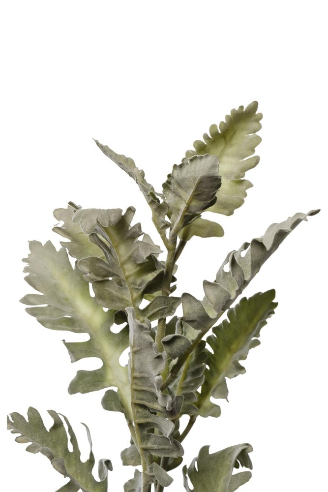 Цинерария 76см 